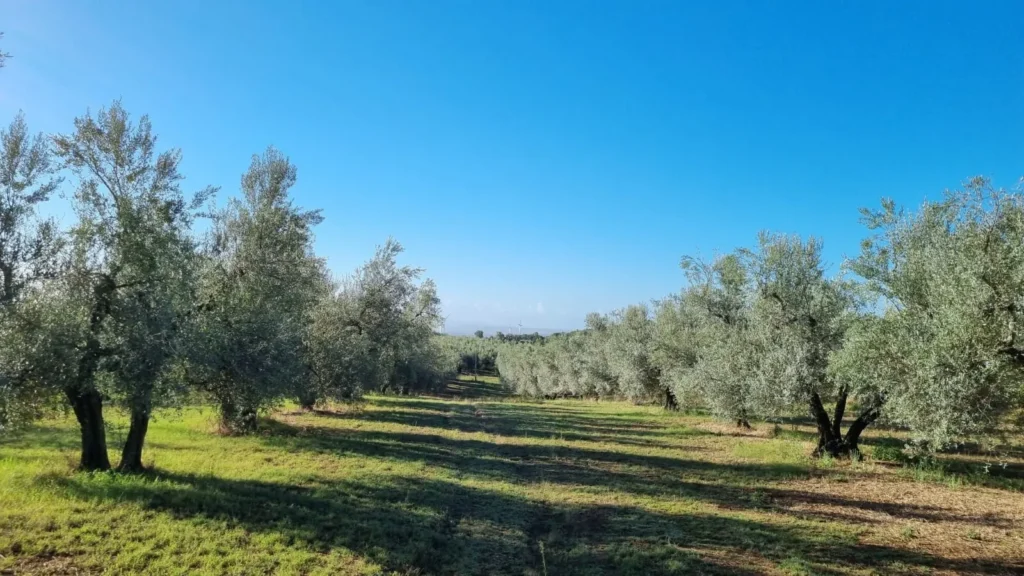 Capo Terzo