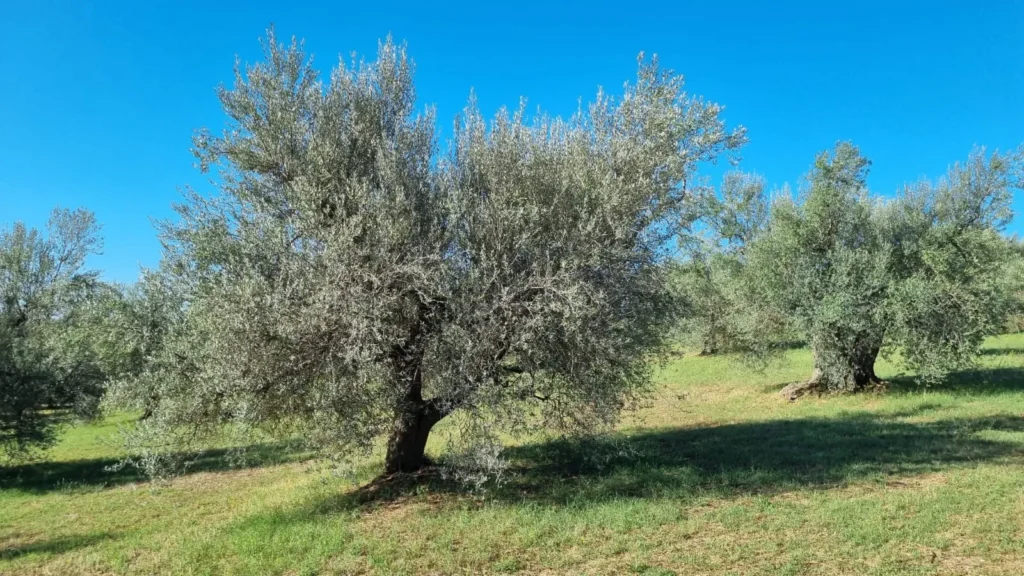 Gioacchina