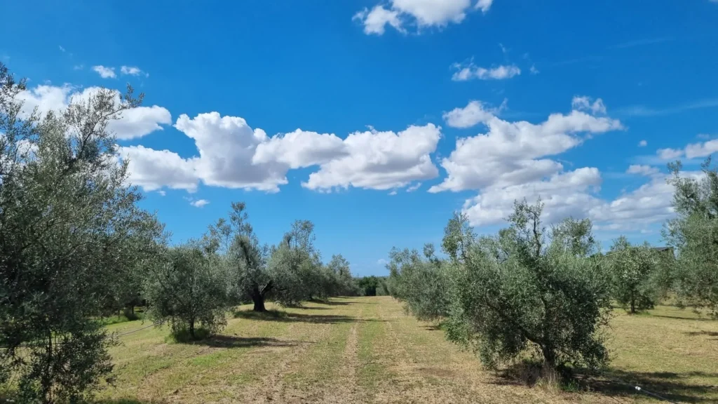 Musignano