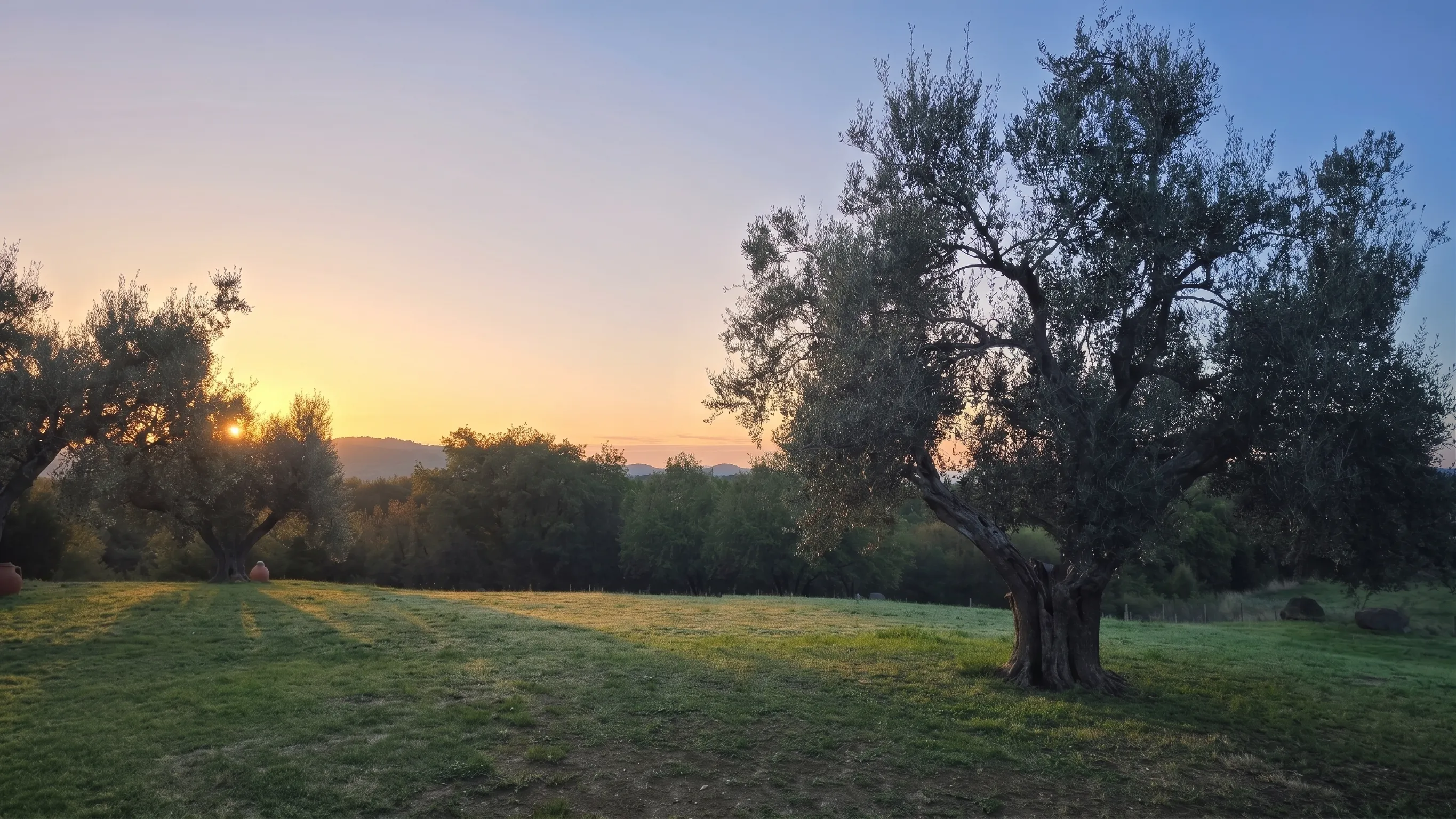 Olivo secolare all'alba negli oliveti I&P a Canino